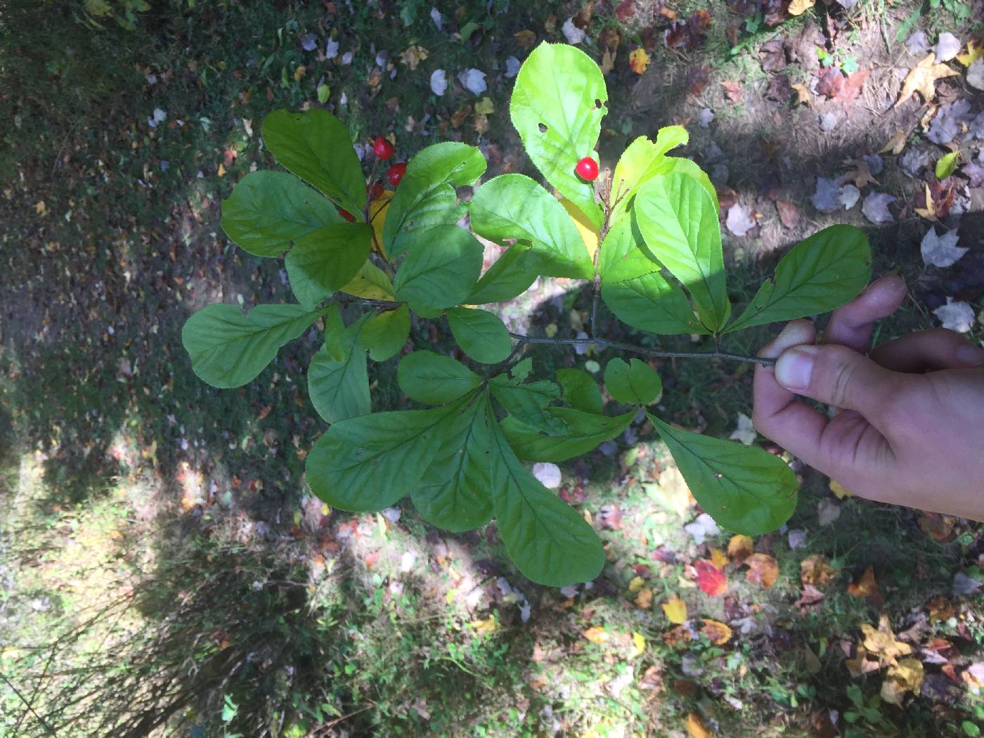 Photinia villosa image