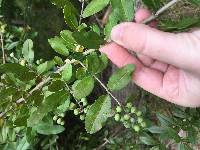 Ligustrum obtusifolium image