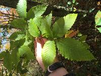 Fagus grandifolia image