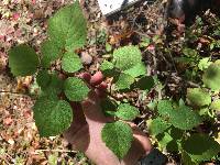 Rubus phoenicolasius image