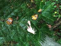 Image of Cephalotaxus harringtonia