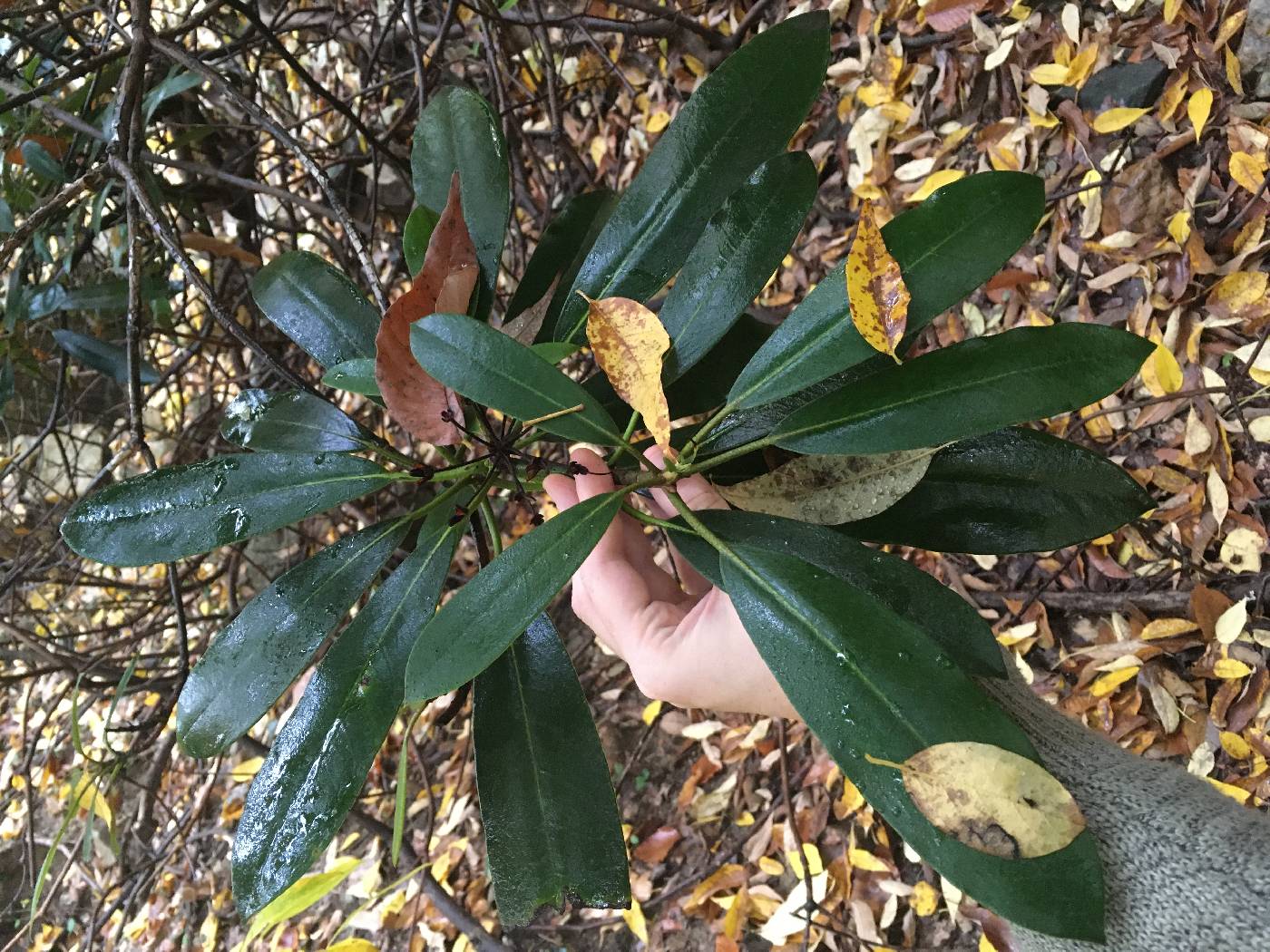 Rhododendron maximum image