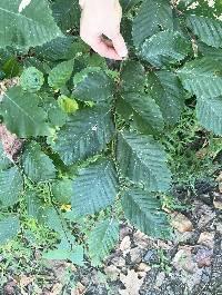 Fagus grandifolia image