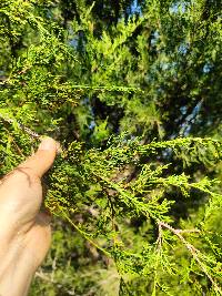 Juniperus virginiana image