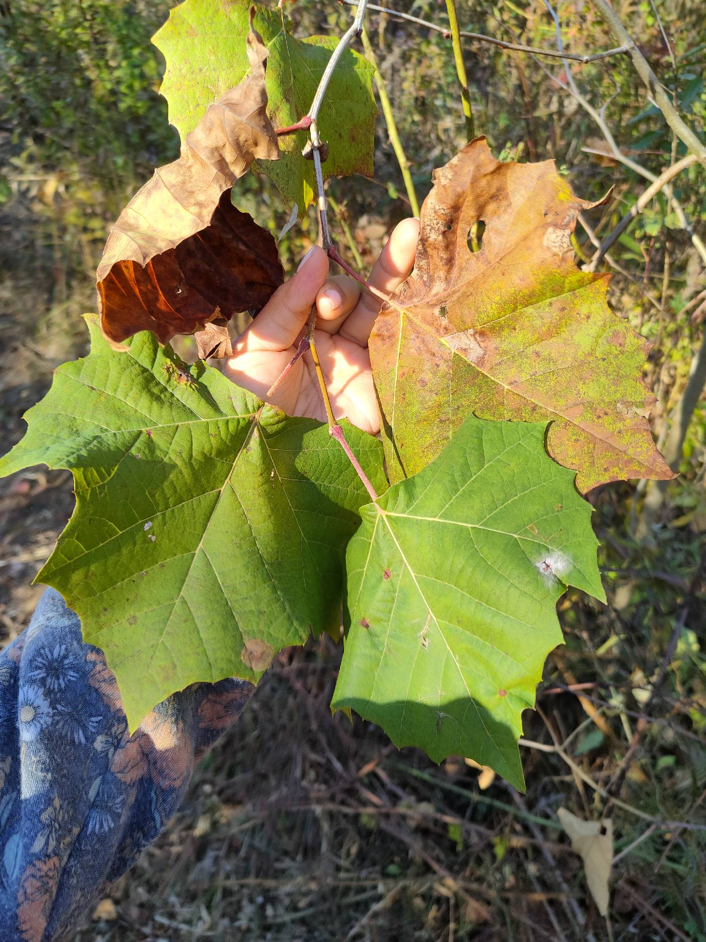 Platanus x hispanica image