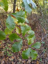 Quercus bicolor image