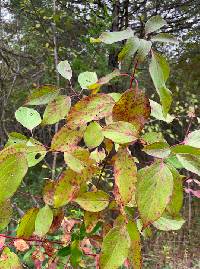 Cornus amomum image