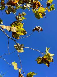 Platanus occidentalis image