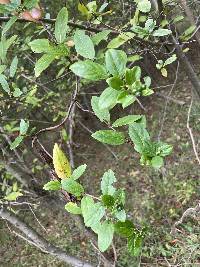 Lonicera japonica image