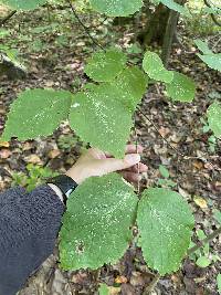 Hamamelis virginiana image