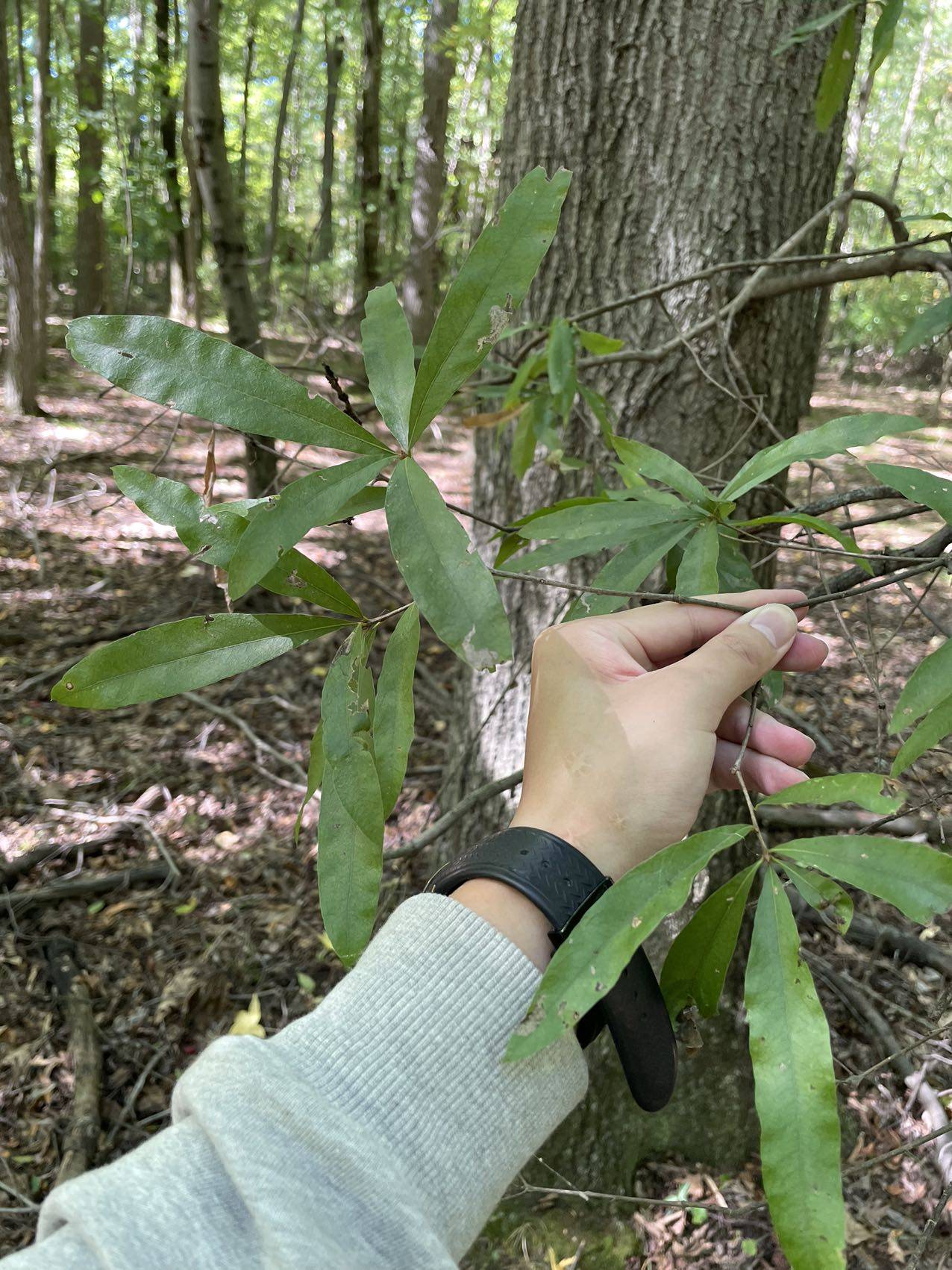 Quercus phellos image