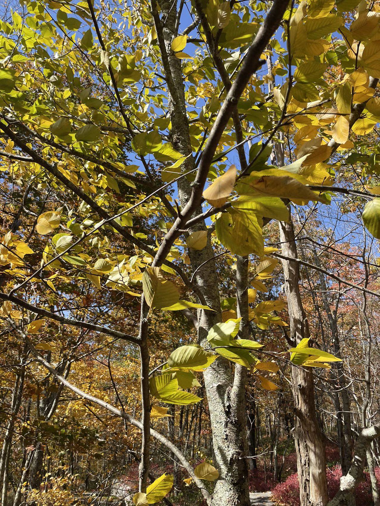 Betula lenta image