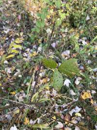 Rubus allegheniensis image