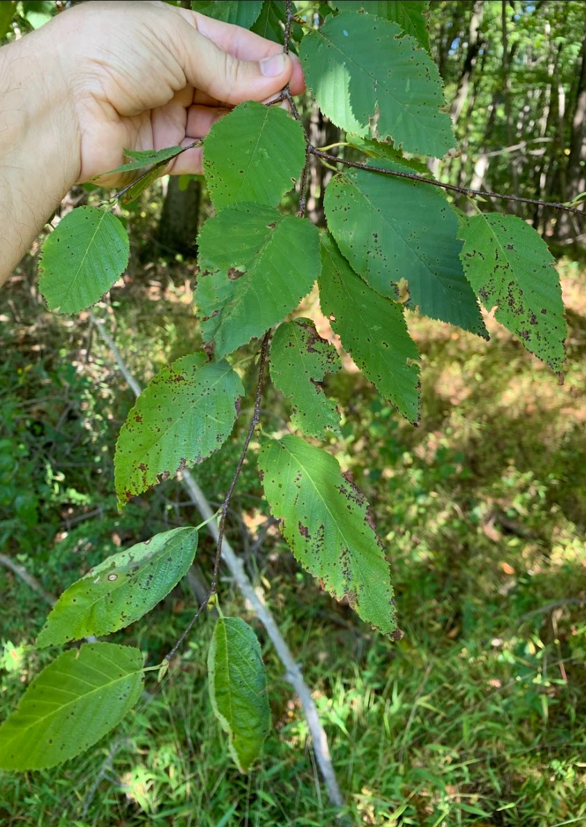 Betula lenta image