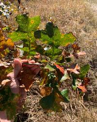 Quercus stellata image