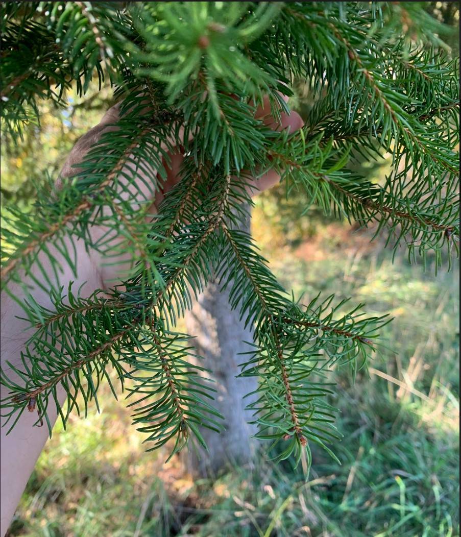 Picea abies image