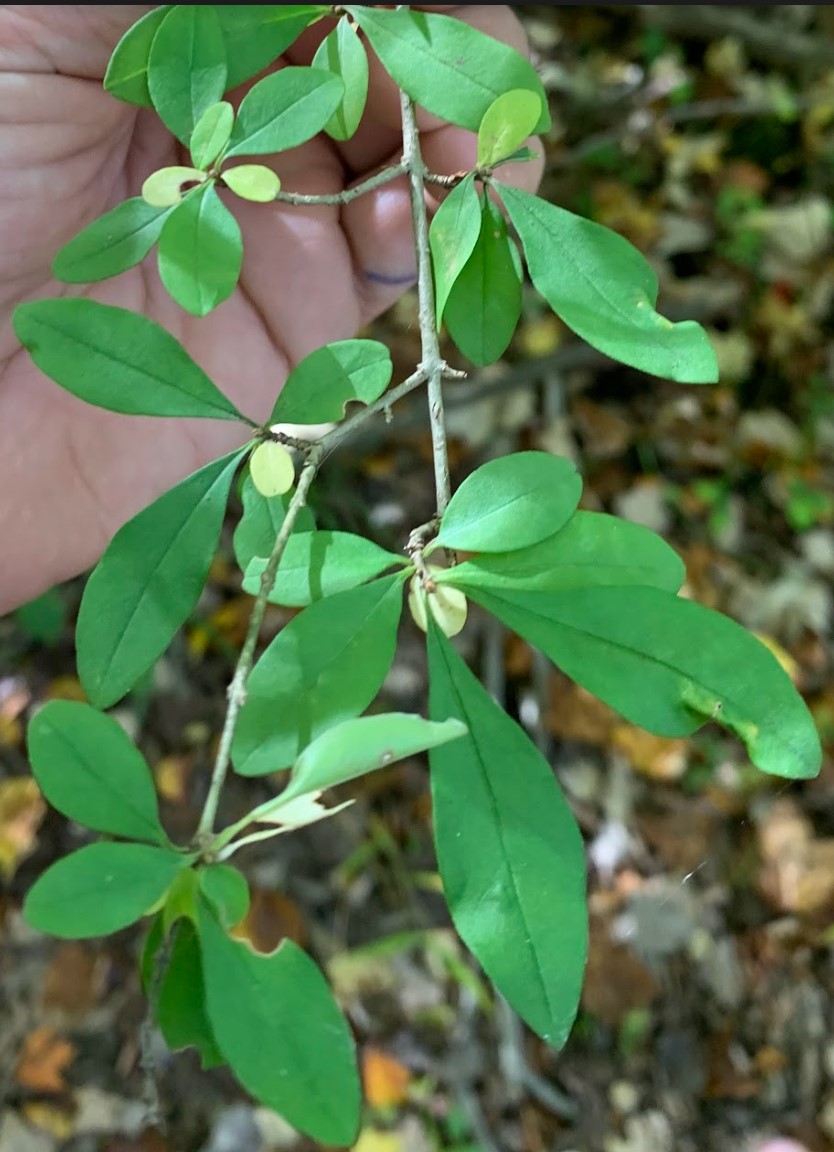 Ligustrum ovalifolium image