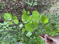 Viburnum dentatum image