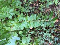 Ligustrum ovalifolium image