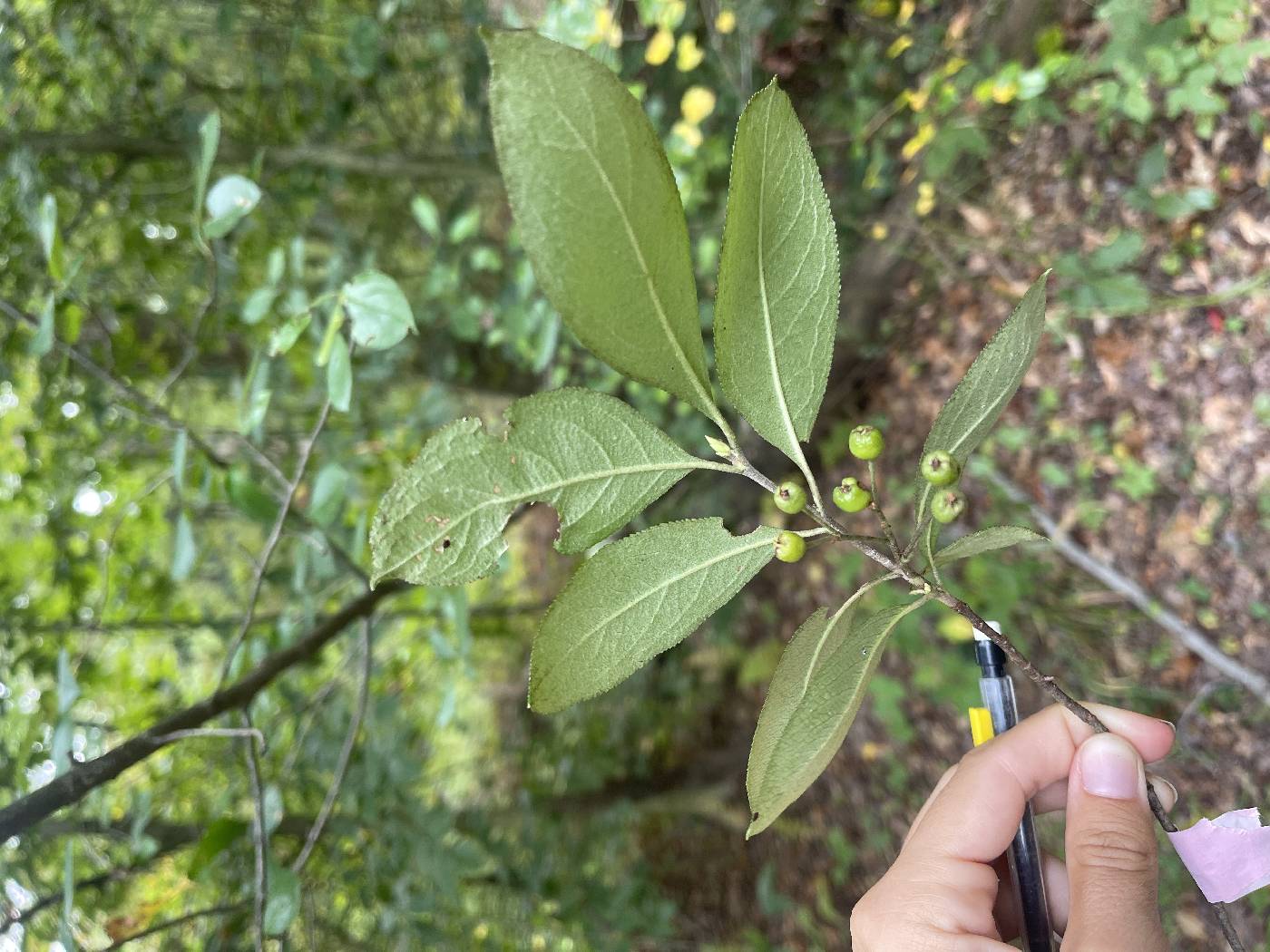 Photinia pyrifolia image