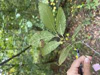 Image of Pyrus arbutifolia