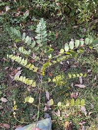 Amorpha fruticosa image