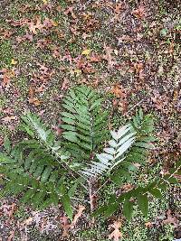 Rhus glabra image