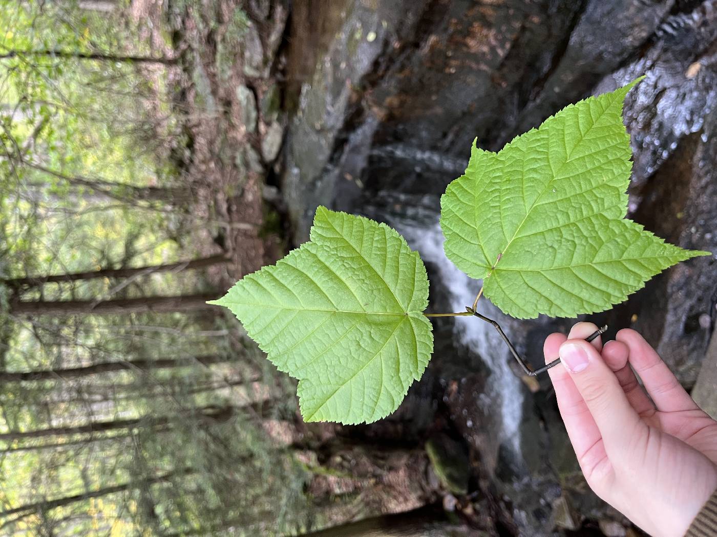 Acer pennsylvanicum image