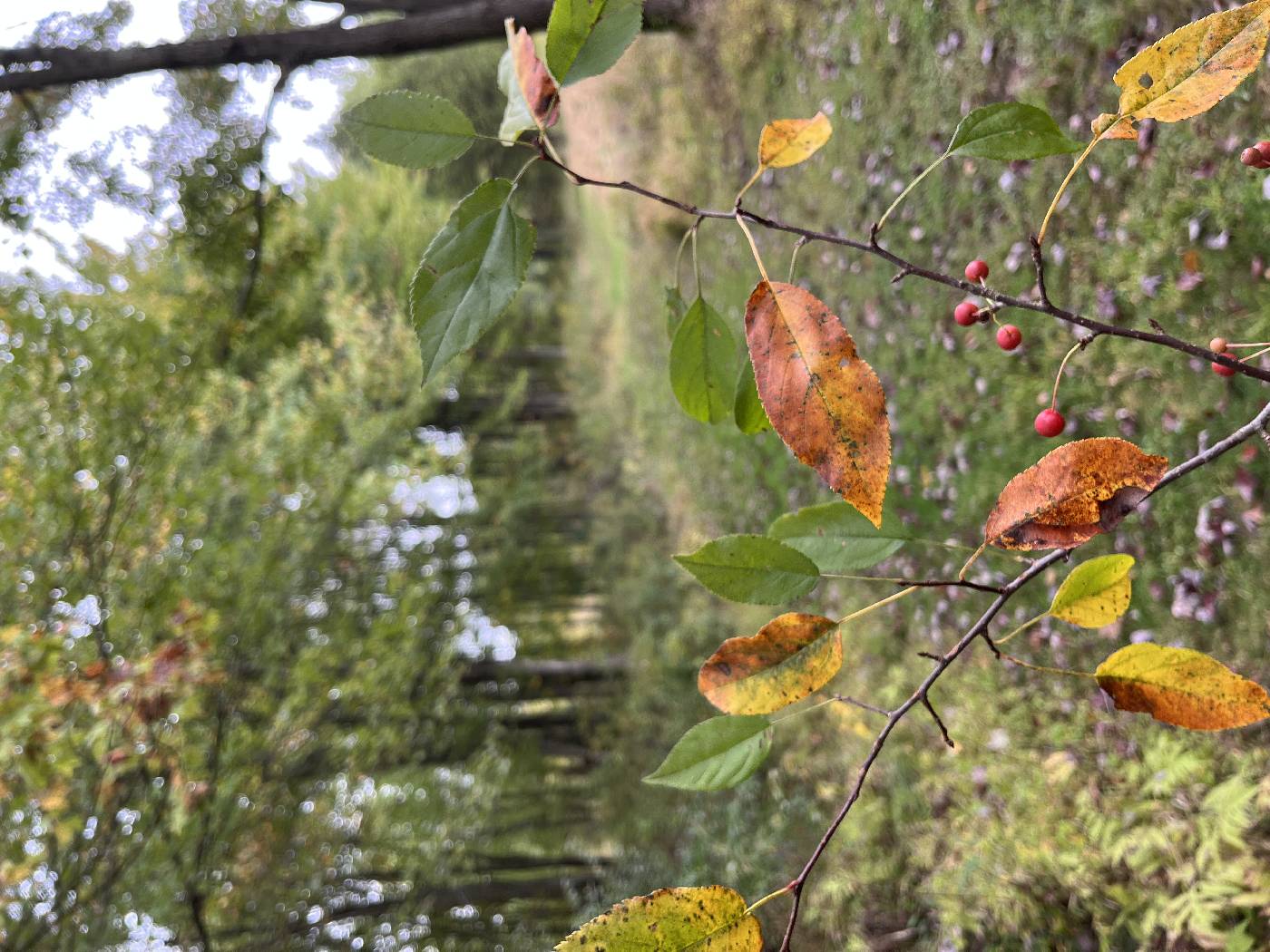 Photinia villosa image