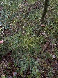 Pinus strobus image