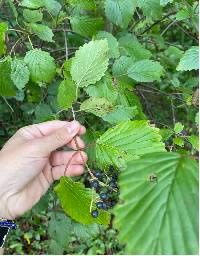 Viburnum dentatum image