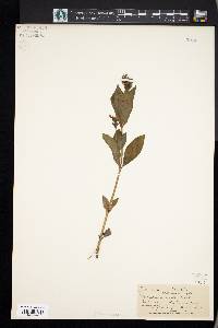 Dianthera ovata image