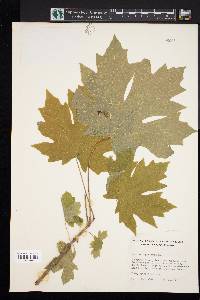 Acer macrophyllum image