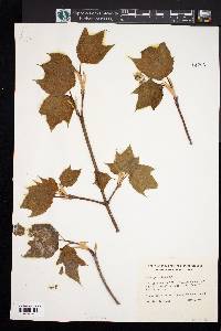 Acer pensylvanicum image