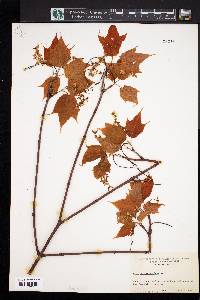 Acer pensylvanicum image