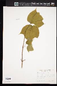 Acer pensylvanicum image