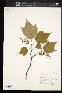 Acer pensylvanicum image