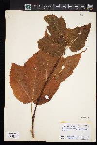 Acer pensylvanicum image