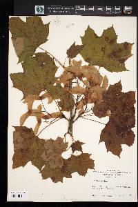 Acer platanoides image