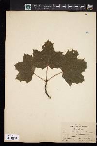 Acer platanoides image