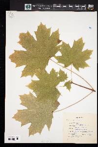 Acer platanoides image