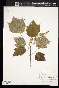 Acer spicatum image