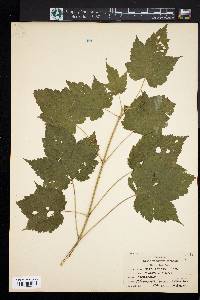 Acer spicatum image