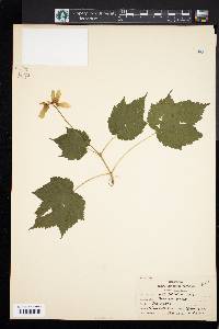 Acer spicatum image