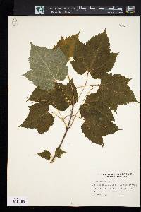 Acer spicatum image