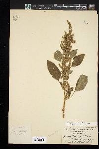 Amaranthus hybridus image