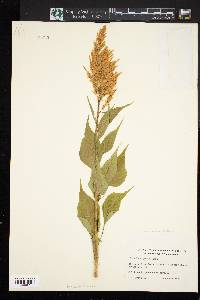 Celosia argentea image