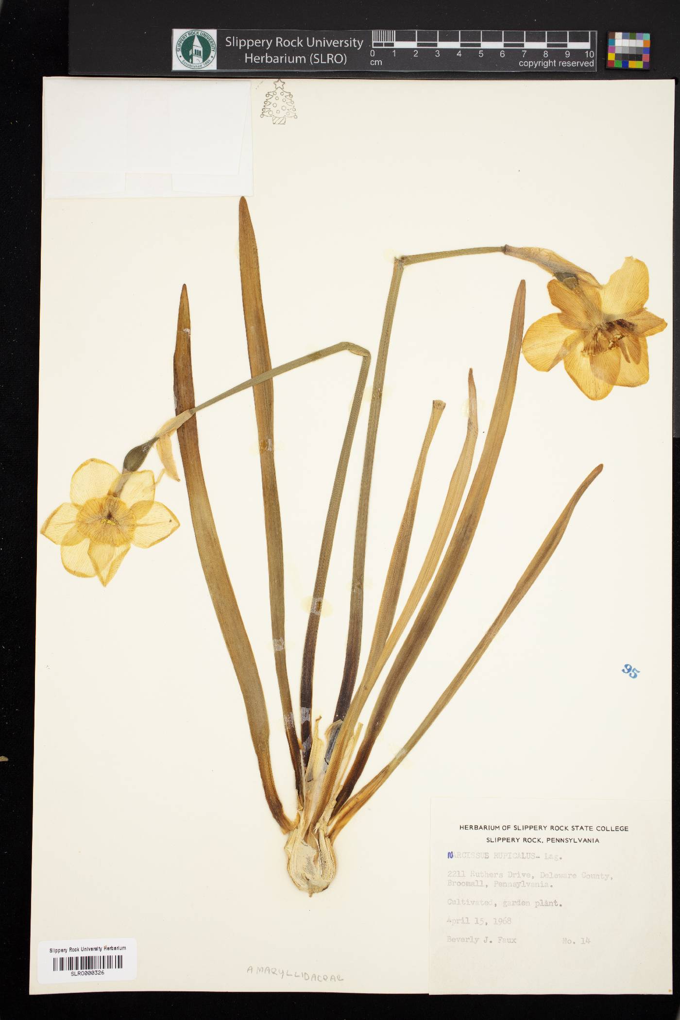 Narcissus rupicola image