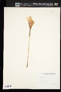 Zephyranthes atamasca image