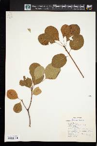 Cotinus coggygria image